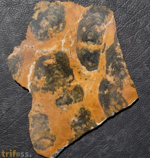 Pilbaria perplexa Walter, 1972