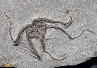 Ophiura sp.