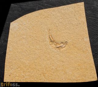 Leptolepis sprattiformis BLAINVILLE, 1818