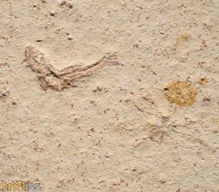 Leptolepis sprattiformis BLAINVILLE, 1818 & Saccocoma tenella GOLDFUSS