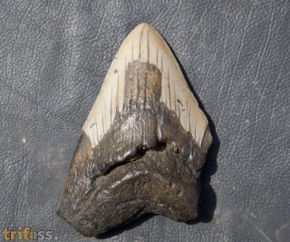 Otodus megalodon (Agassiz, 1835)
