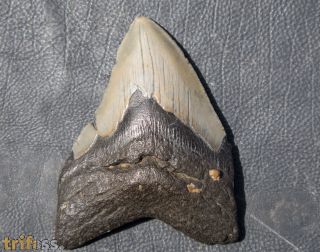 Otodus megalodon (Agassiz, 1835)