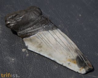 Otodus megalodon (Agassiz, 1835)
