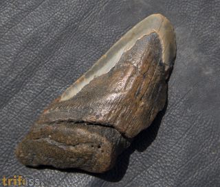 Otodus megalodon (Agassiz, 1835)