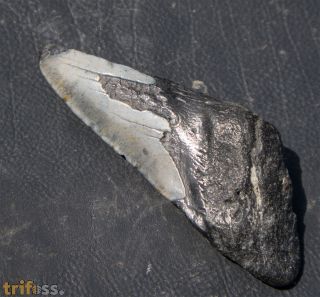 Otodus megalodon (Agassiz, 1835)