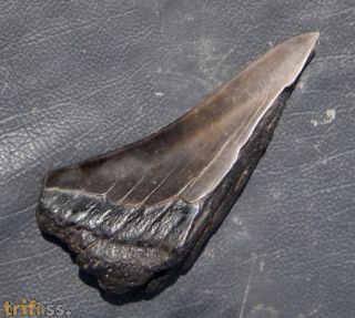 Otodus megalodon (Agassiz, 1835)