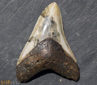 Otodus megalodon (Agassiz, 1835)