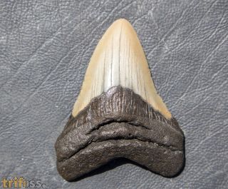 Otodus megalodon (Agassiz, 1835)