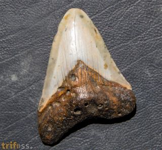 Otodus megalodon (Agassiz, 1835)