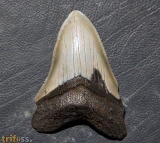 Otodus megalodon (Agassiz, 1835)