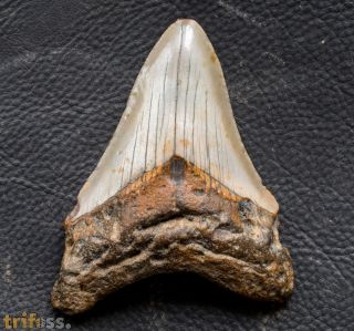 Otodus megalodon (Agassiz, 1835)