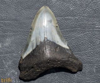 Otodus megalodon (Agassiz, 1835)