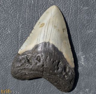 Otodus megalodon (Agassiz, 1835)