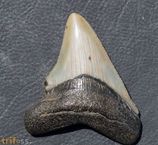 Otodus megalodon (Agassiz, 1835)