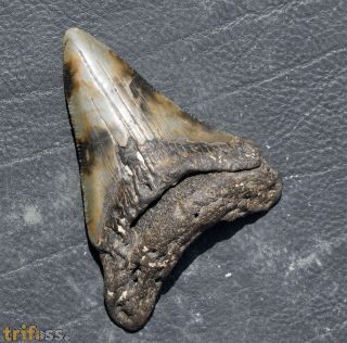Otodus megalodon (Agassiz, 1835)