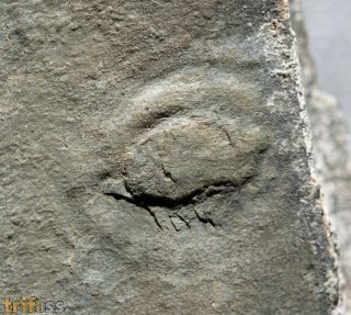 Aspidella sp.