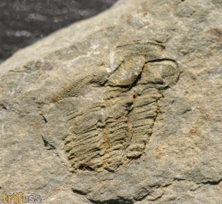 Solenopleuropsis (Solenopleuropsis) rouayrouxi (Munier-Chalmas a