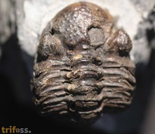 Phacops latifrons (Bronn, 1825)
