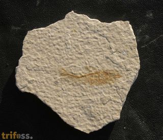 Diplomystus dentatus COPE, 1877