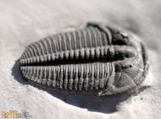 Bolaspidella wellsvillensis (Lochman & Denson, 1944)