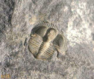 Bettonolithus chamberlaini