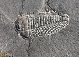 Triarthrus eatoni (HALL, 1838)