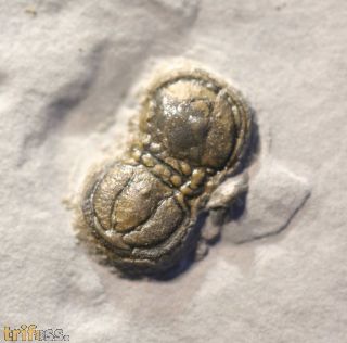 Peronopsis interstricta (WHITE, 1874)