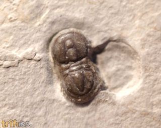 Peronopsis interstricta (WHITE, 1874)