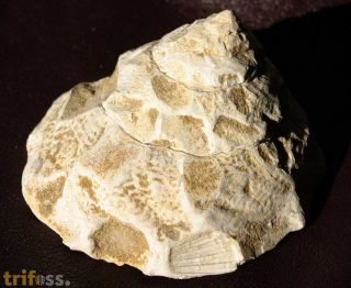 Xenophora burdigalensis GRATELOUP, 1847