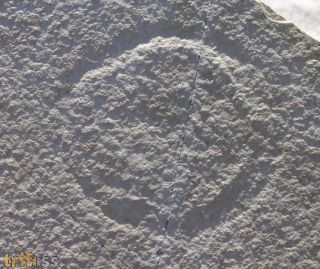 Tennisballqualle , Leptobrachites trigonobrachius (HAECKEL, 1869