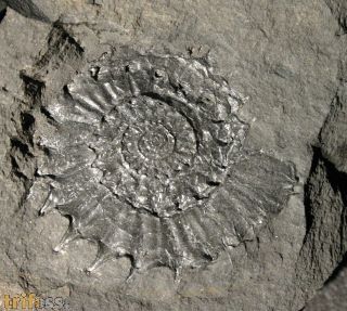 Metaderoceras sp.