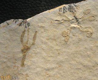 Eryma elongata MNSTER