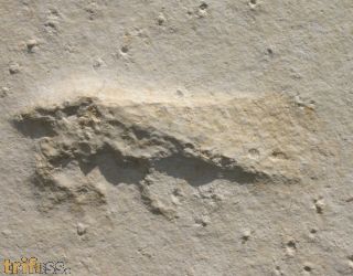 Netzflgler , ?Archaegetes sp.
