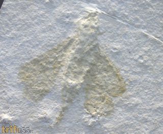 Holzwespe, Myrmicium sp.