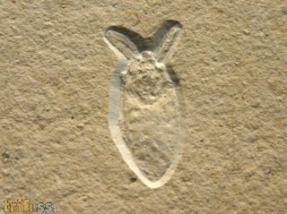 Wasserskorpion, Mesonepa primordialis (GERMAR, 1839)