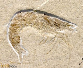 Antrimpos cf. speciosus MNSTER 1839