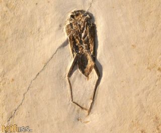 Wanze, (Heteroptera)