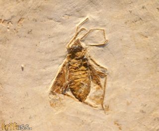 Wanze, (Heteroptera)