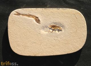 Cockroach, (Blattodea) & Dastilbe sp.