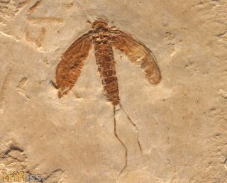 Mayfly (Ephemeroptera)