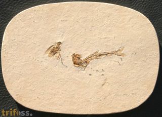 Schabe, (Blattodea) & Dastilbe sp.