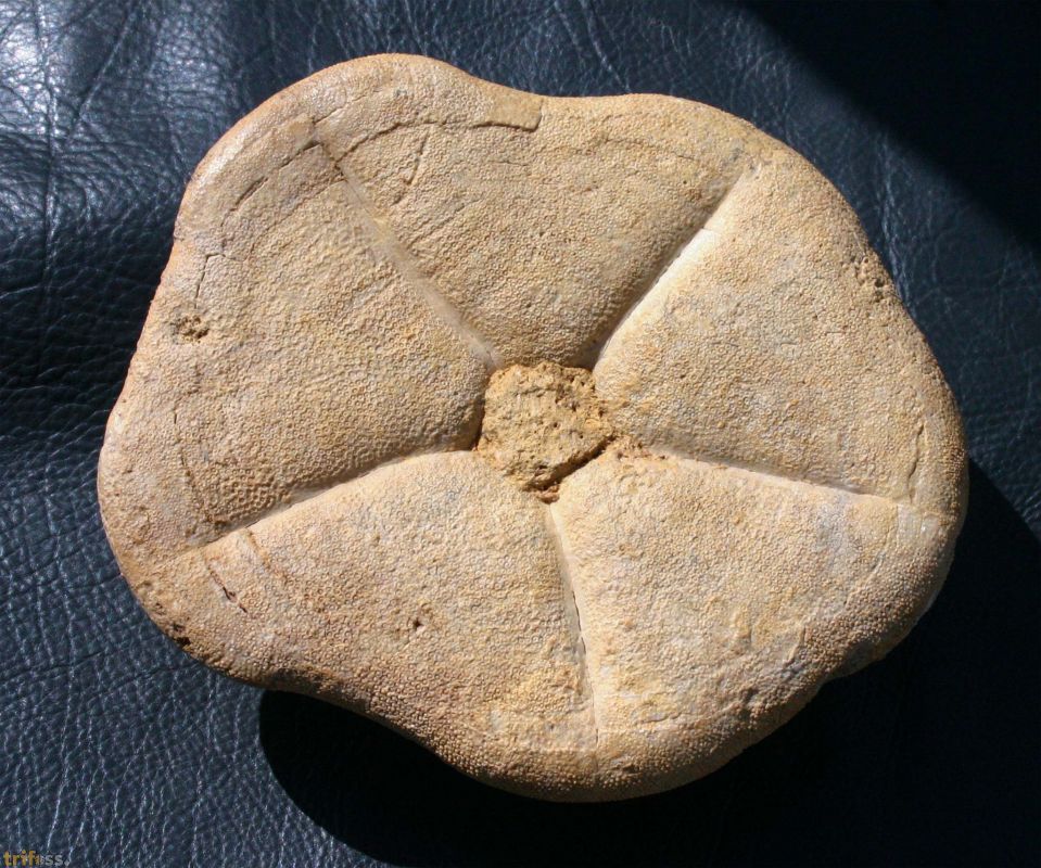 - Fossils from Turkey - Fossil sea urchin - Clypeaster modenai Lovisato ...