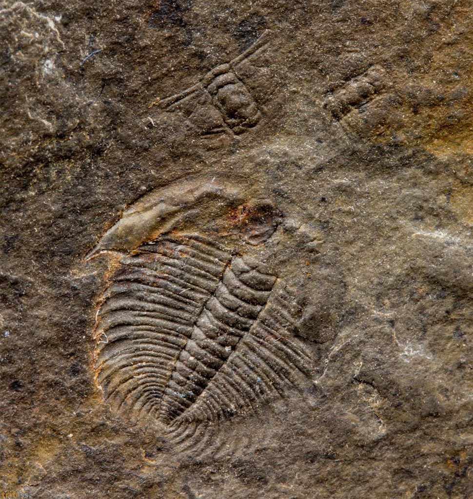 Trilobite exuvia -molted exoskeleton