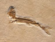 Dastilbe elongatus Silva-Santos, 1947