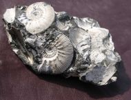 Kosmoceras cf. medea Callomon 1955