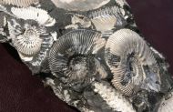 Kosmoceras cf. medea Callomon 1955