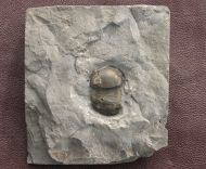 Bumastus ioxus (Hall 1852)
