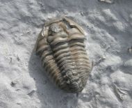Flexicalymene retorsa