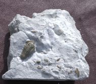 Flexicalymene retorsa