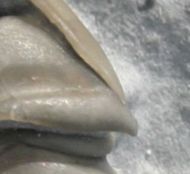 Flexicalymene retorsa